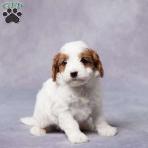 Silas, Cavapoo Puppy